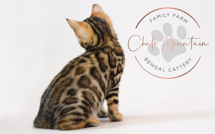 Bengal kitten for sale